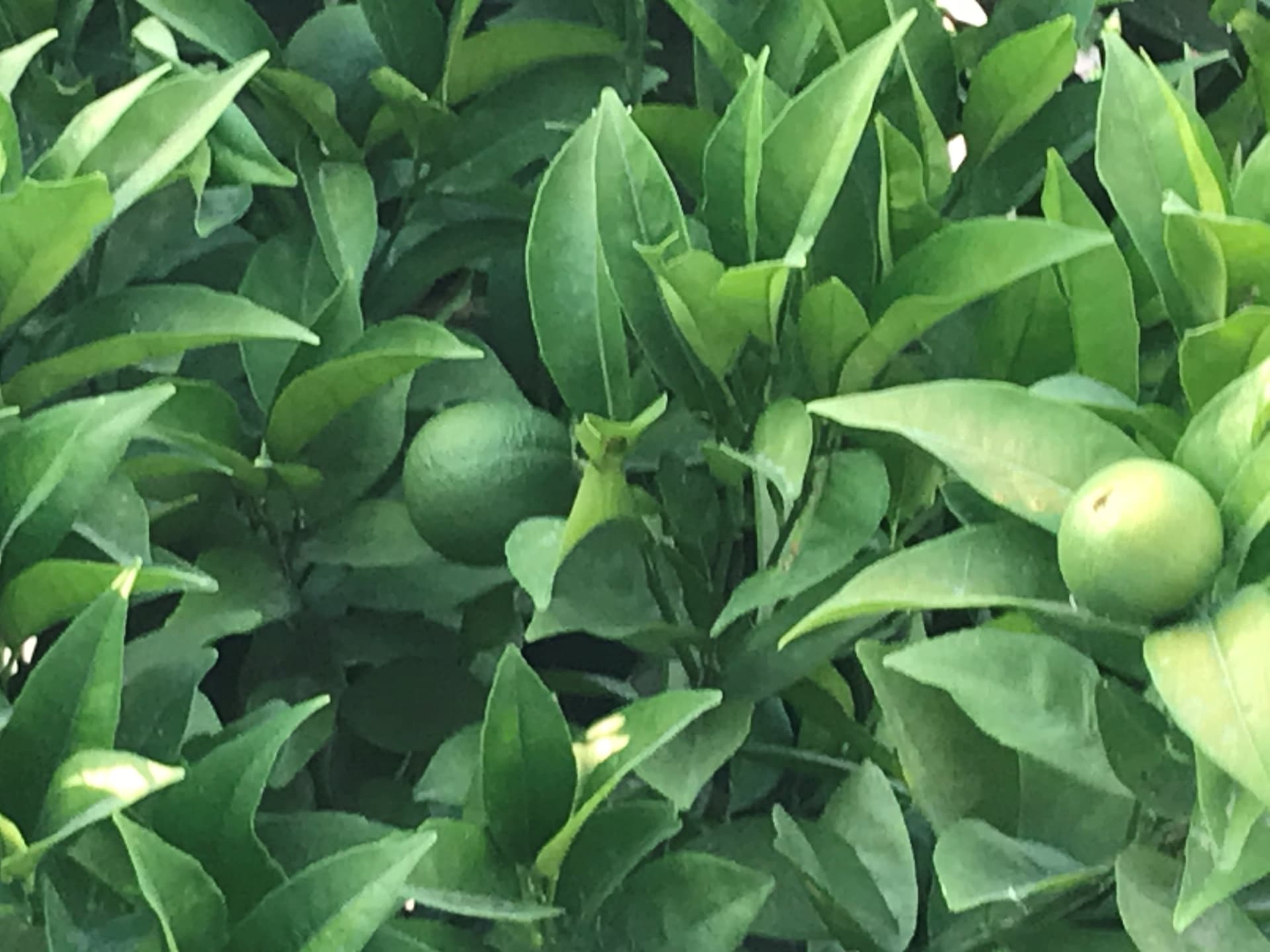 Oranges in the Casa la Sorpresa garden