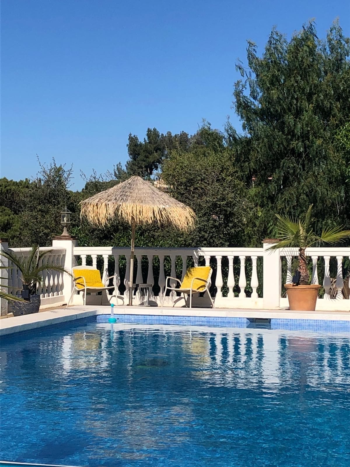 Orange tree garden poolside